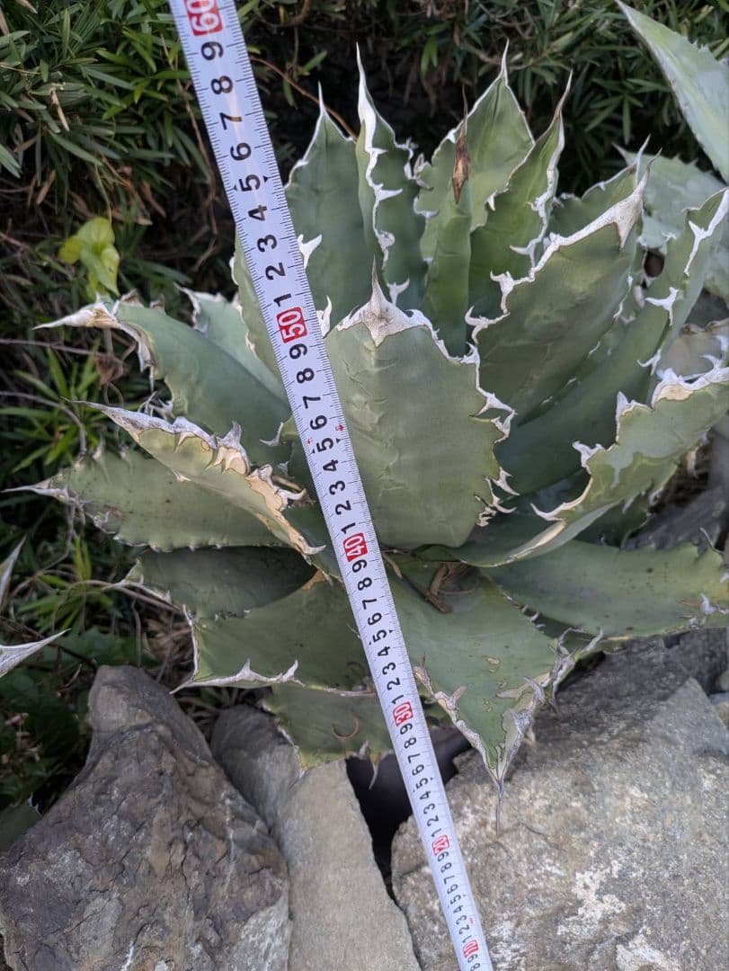 アガベ　オテロイ　超特大　送料込み