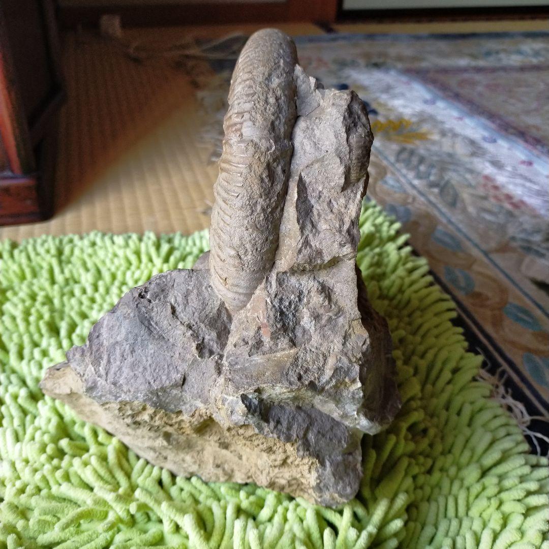 アンモナイト　化石