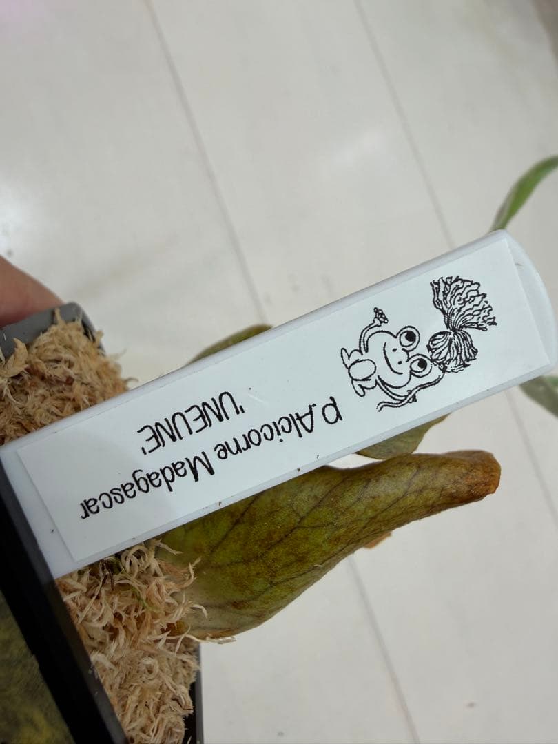 オリジナル ウネウネ UNEUNE alcicorne Madagascar