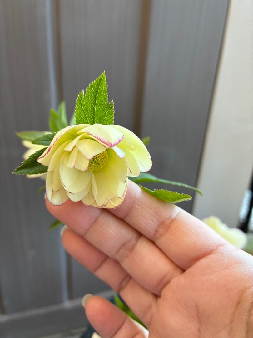 ♡加藤農園♡ホワイトピコティ