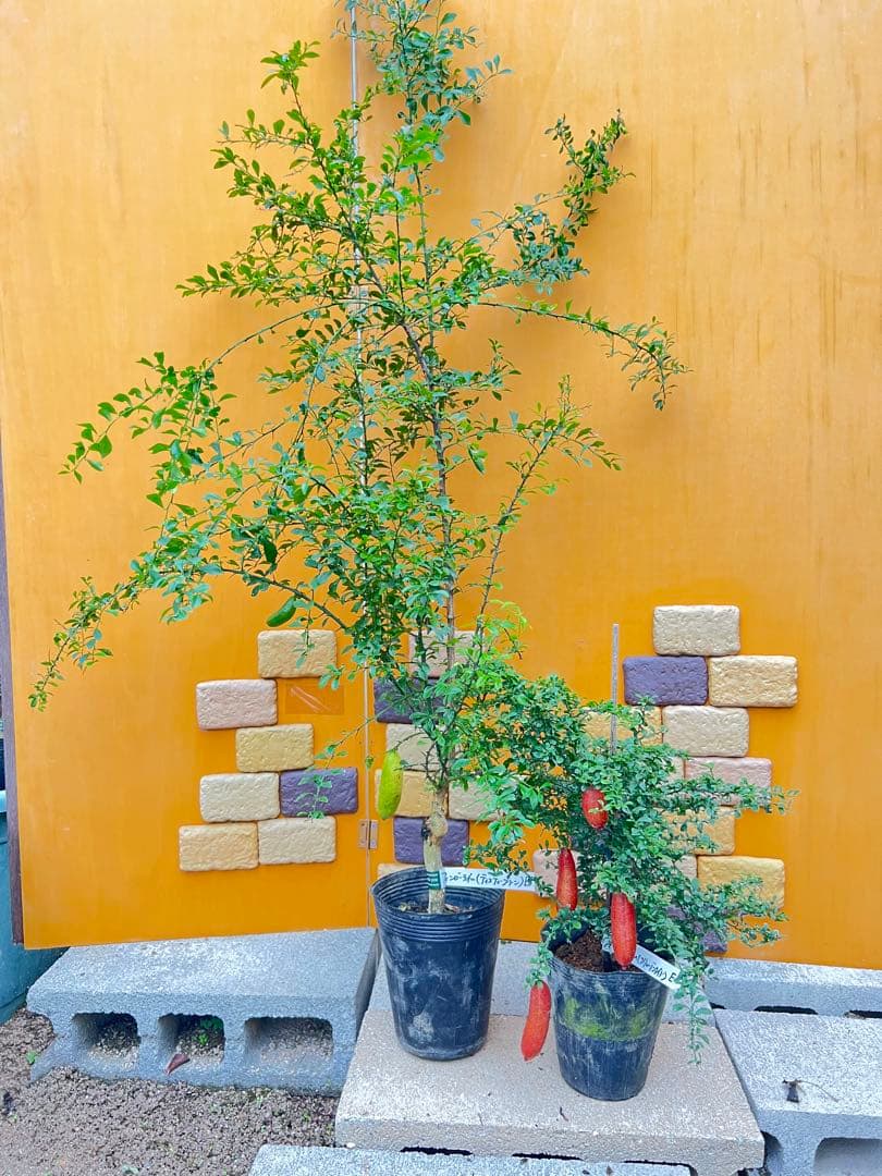 フィンガーライム２点セット　Ｅ