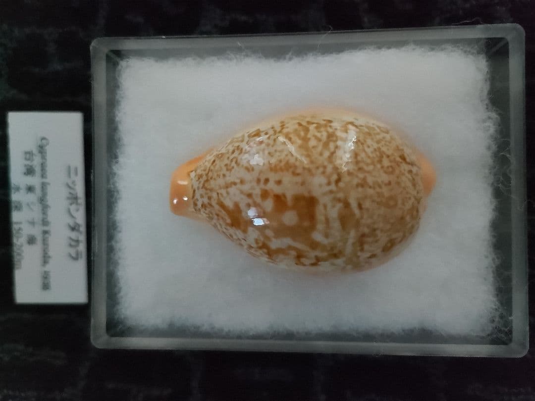 貝標本、ニッポンダカラ 約53mm