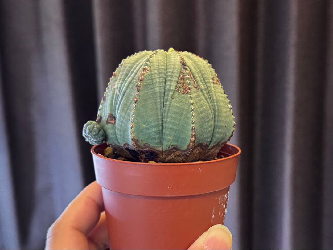 ユーフォルビア　オベサ　大株　7.6cm ヴィンテージ株　木質化