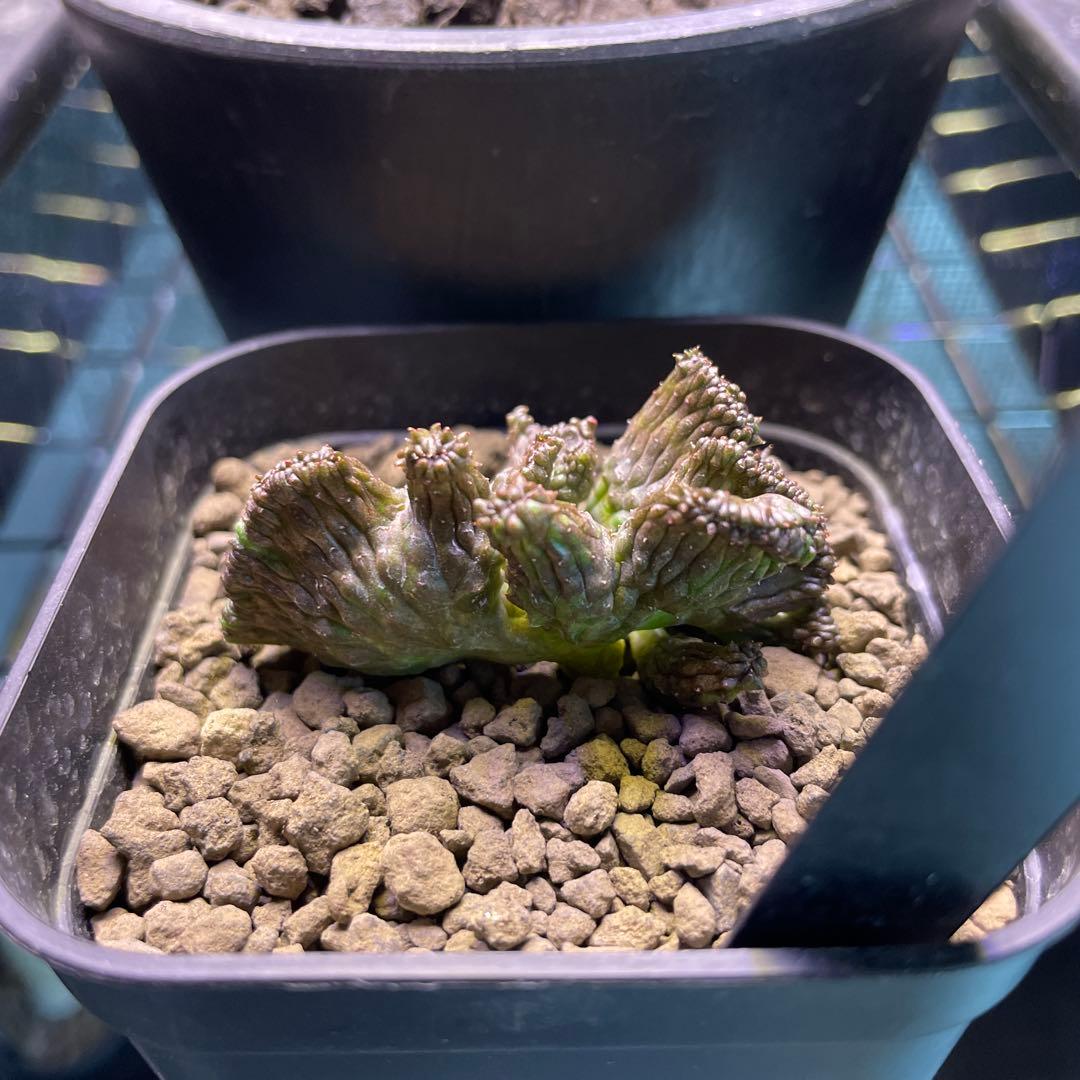 ユーフォルビア オベサ 綴化 90プレステラ