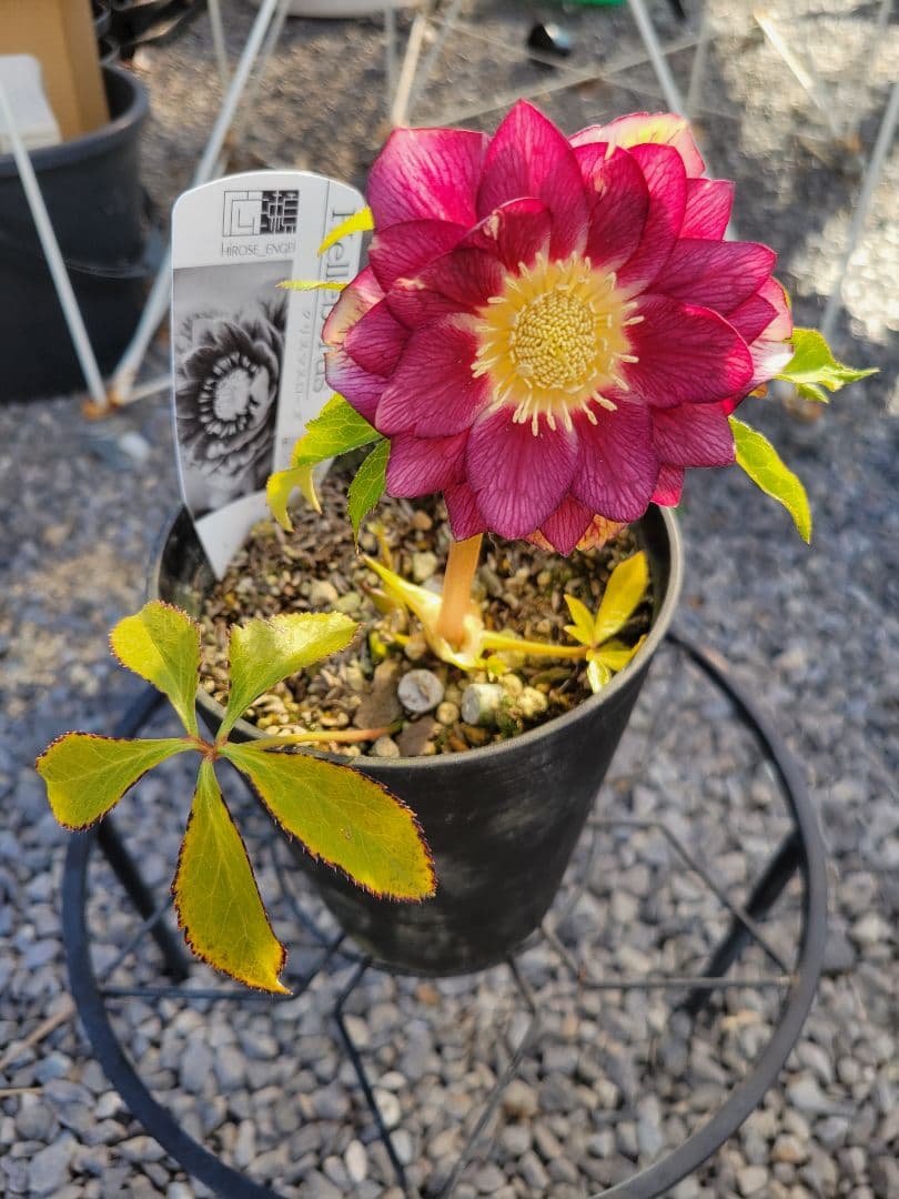 広瀬園芸　クリスマスローズ　レッドベインタブル