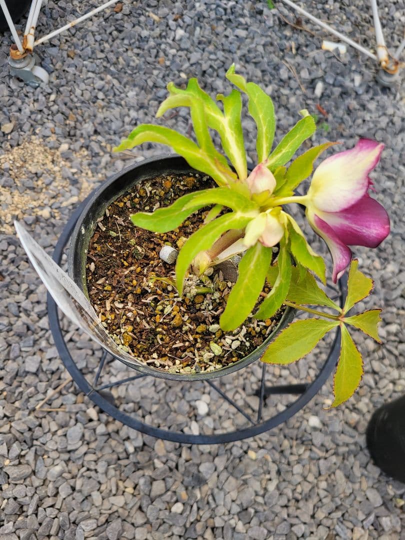 広瀬園芸　クリスマスローズ　レッドベインタブル