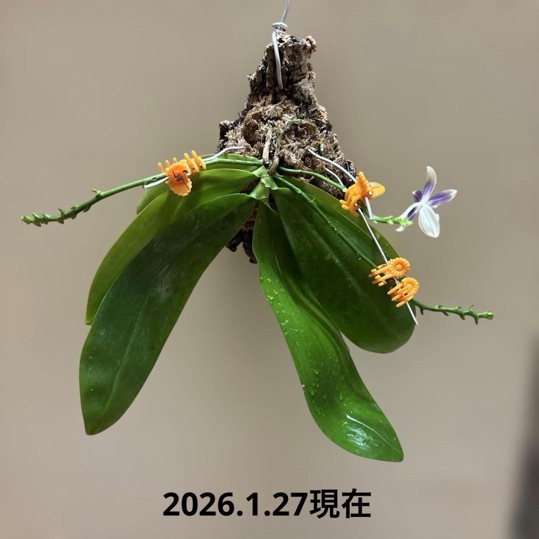 【開花優秀株=開花終了価格変更】胡蝶蘭原種　テトラピスコブラ’ウィルソン712’