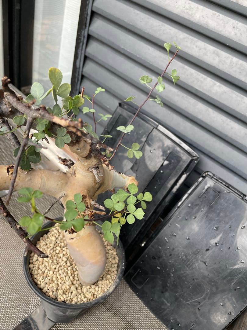 塊根植物 コミフォラ カタフ ピュア Commiphora kataf pure