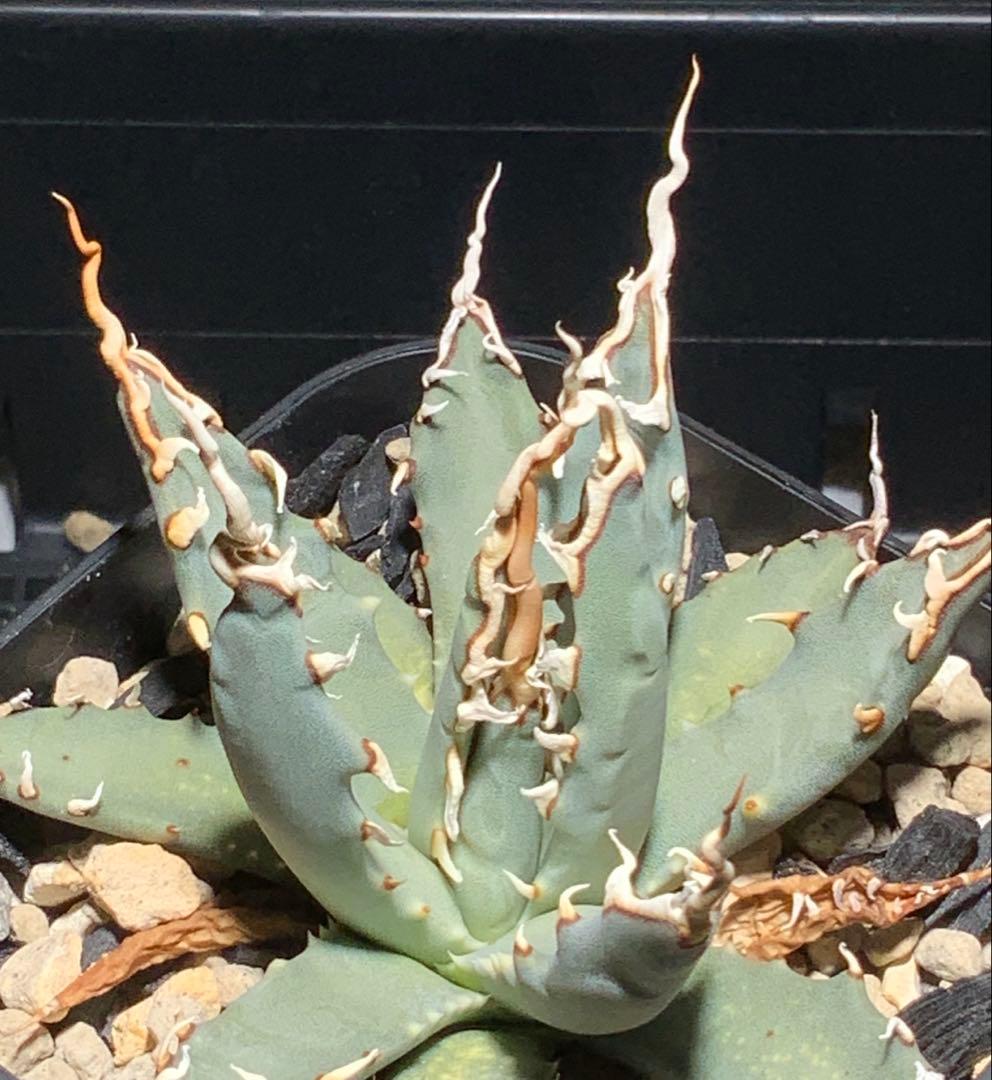 【本日コメント限定値引き】エボリスピナ 陽炎 コレクション株⑧ (極)