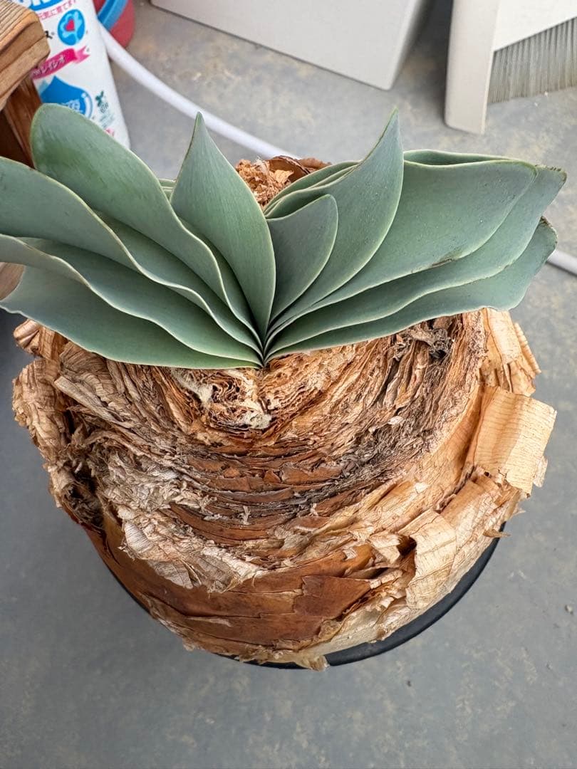 ブーファン　ハエマンソイデス発根済み三年間管理しました 球根植物