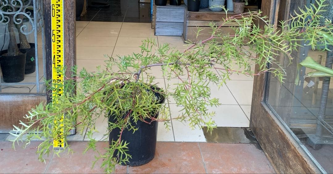 グレビレア ブロンズランバー 大株 3