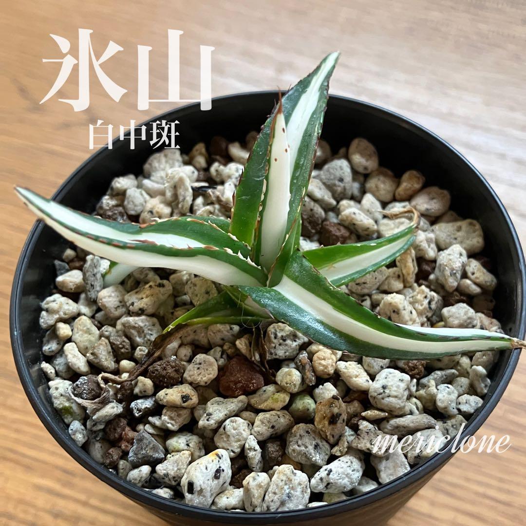 まかいきし様 リクエスト 2点 まとめ商品