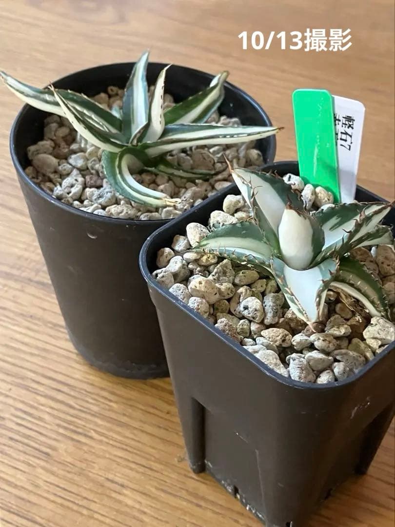 まかいきし様 リクエスト 2点 まとめ商品