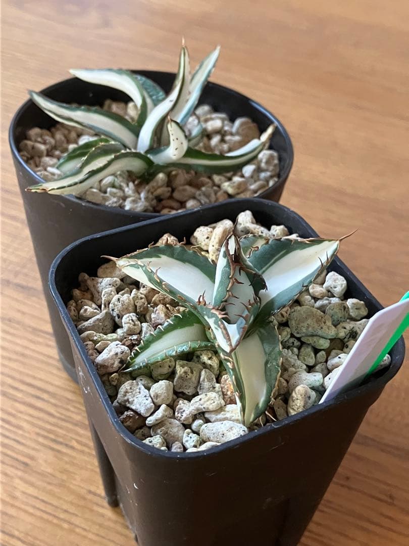 まかいきし様 リクエスト 2点 まとめ商品