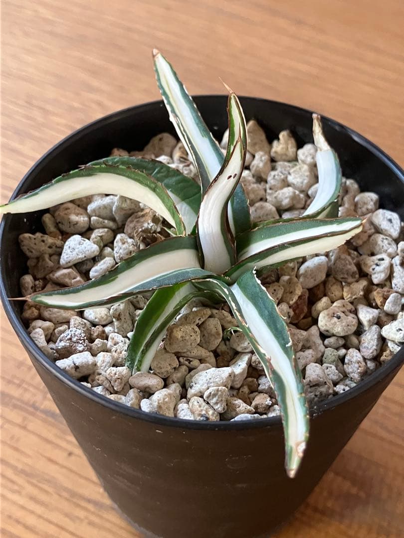 まかいきし様 リクエスト 2点 まとめ商品