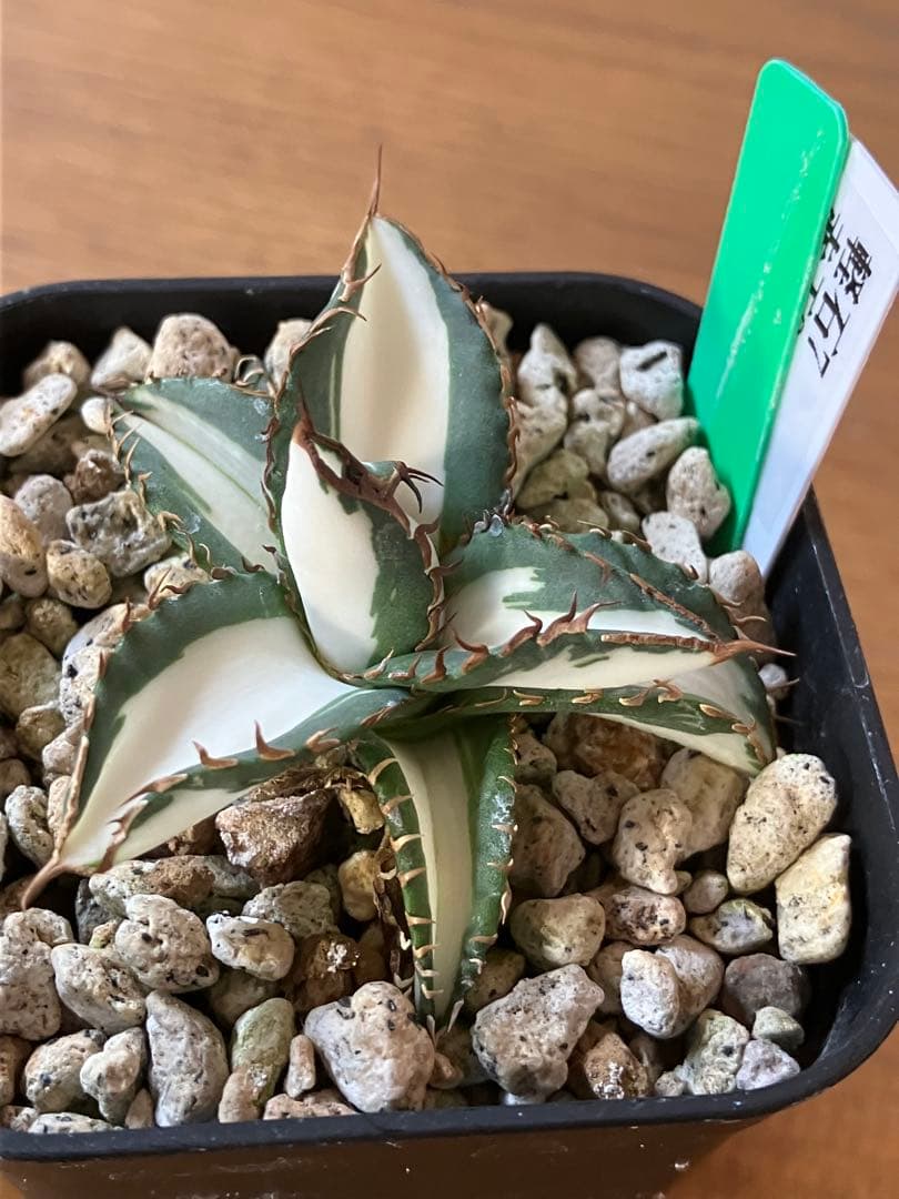 まかいきし様 リクエスト 2点 まとめ商品