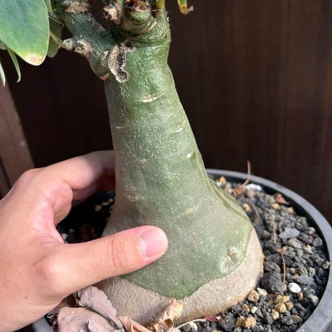 【超大株】アデニア　グラウカ　発根済み　鉢ごと発送
