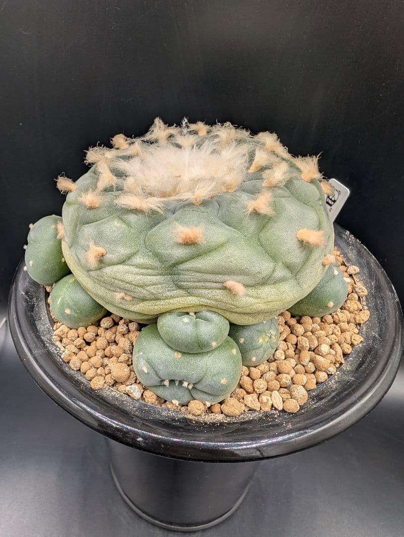 は*く様 銀冠玉 実生 鉢植えメルカリ便送料込み