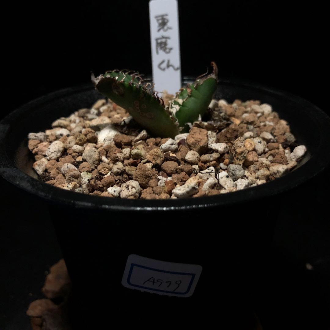 年末セールアガベチタノタ悪魔くん‼️10890-2890