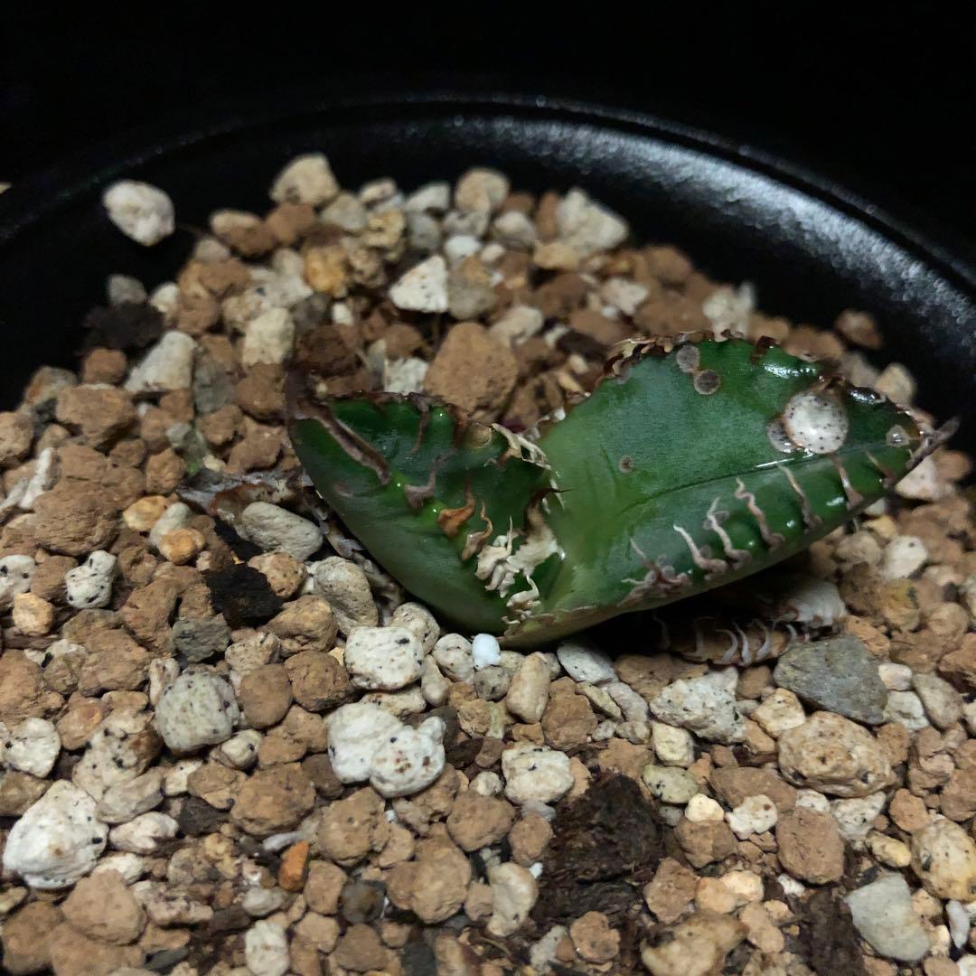 年末セールアガベチタノタ悪魔くん‼️10890-2890