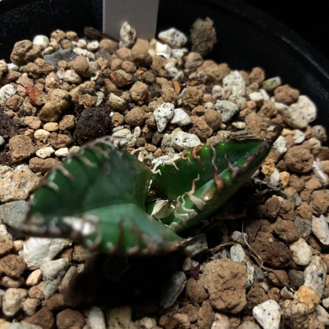 年末セールアガベチタノタ悪魔くん‼️10890-2890