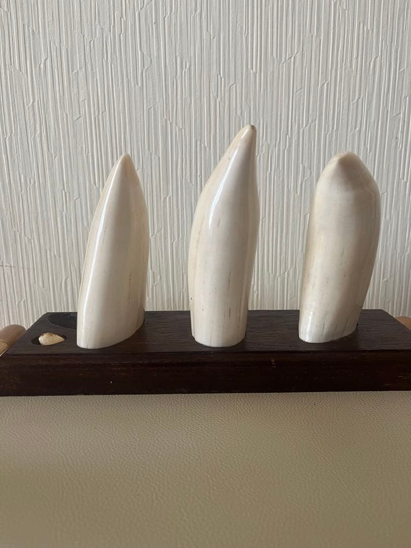 東*研様 希少　マッコウクジラの歯　置物