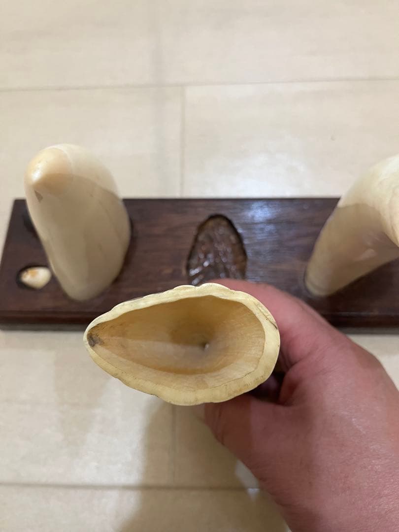 東*研様 希少　マッコウクジラの歯　置物