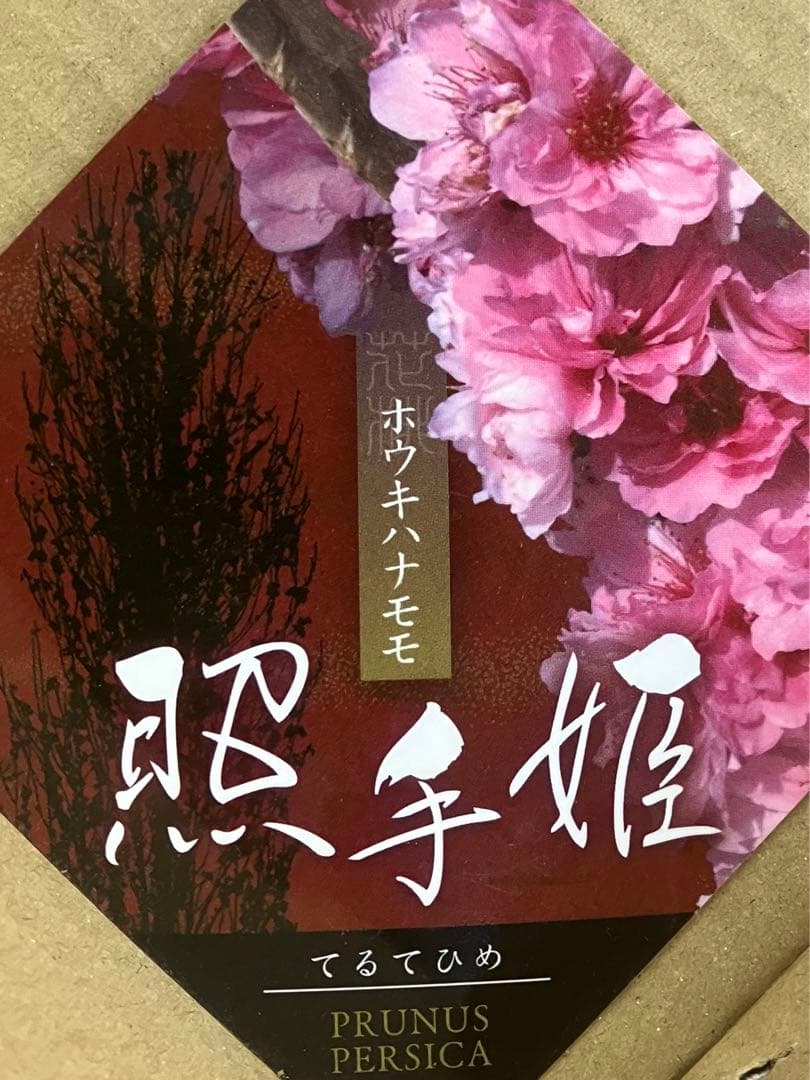 桃の節句記念樹 照手姫 花桃苗木