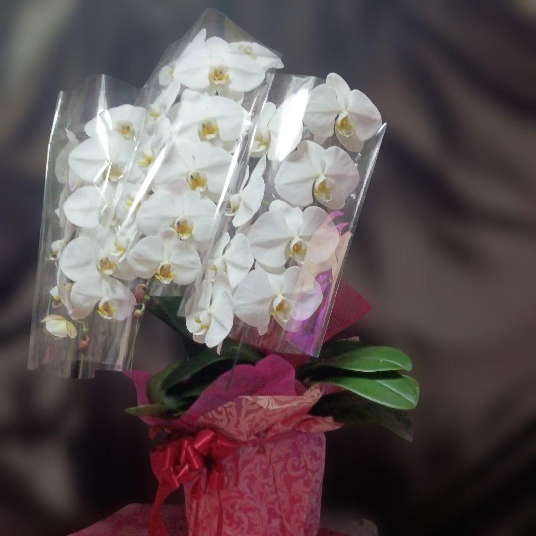 胡蝶蘭　生花　花鉢