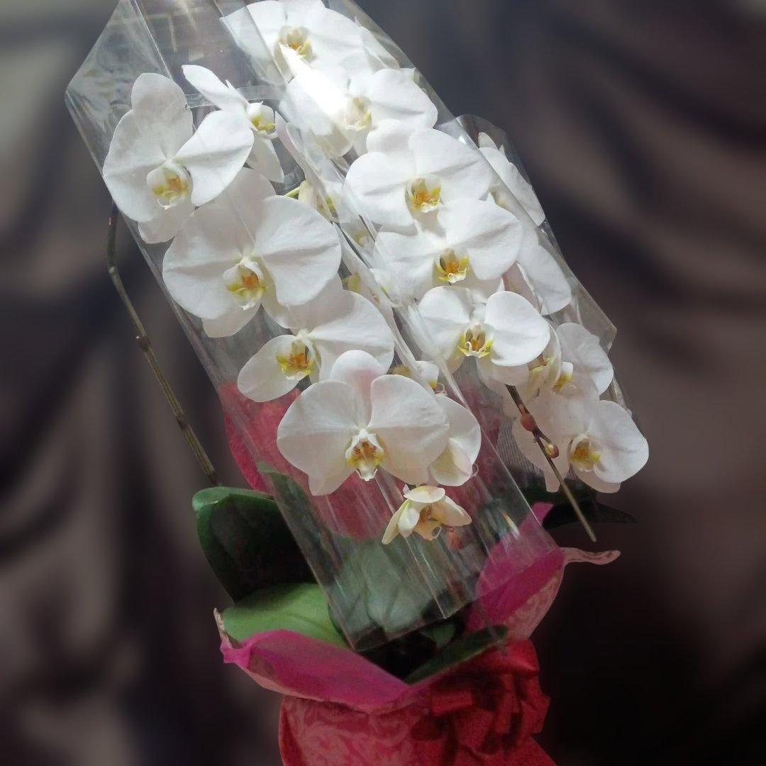 胡蝶蘭　生花　花鉢