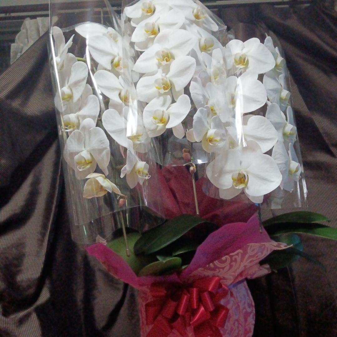 胡蝶蘭　生花　花鉢