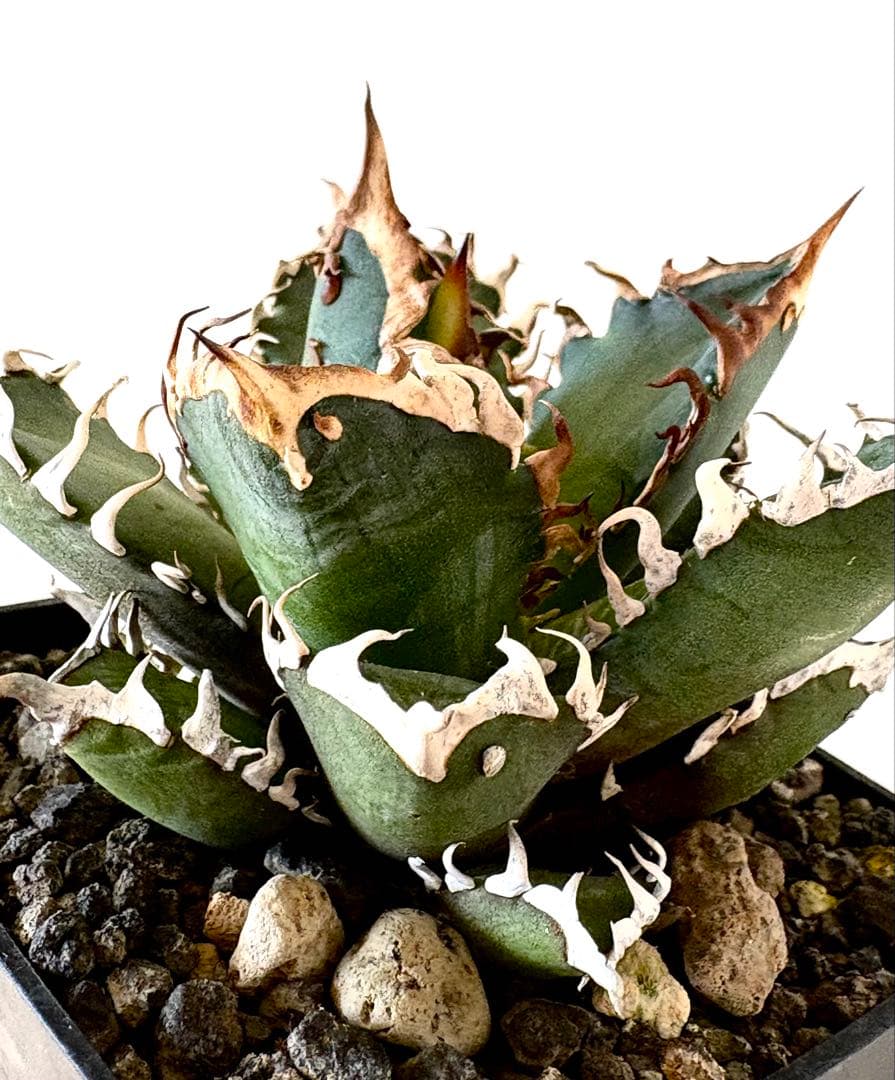 【希少株、ブツブツ】アガベ　チタノタ　レッドキャットウィーズル　ゴリ猫　裏棘