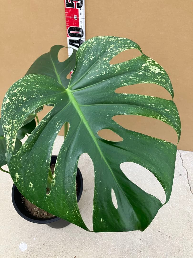 モンステラ斑入り　デリシオーサ実生株と細長葉切れ込み深い個体　2鉢セット