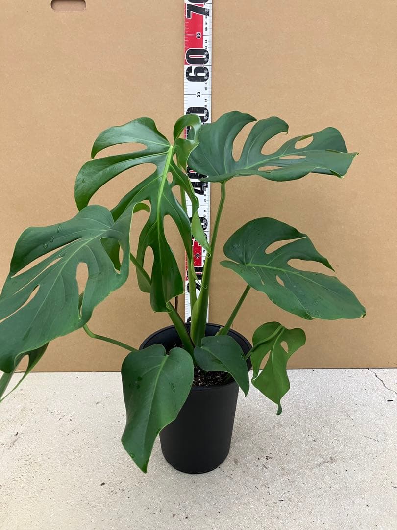 モンステラ斑入り　デリシオーサ実生株と細長葉切れ込み深い個体　2鉢セット