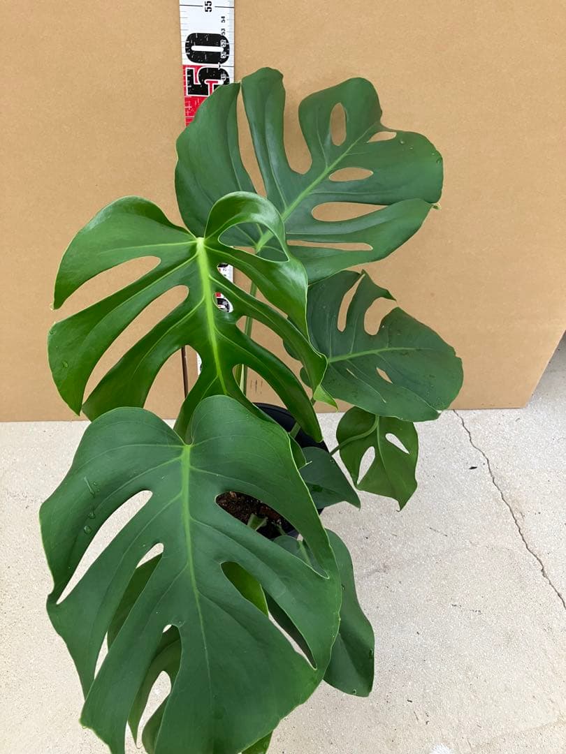 モンステラ斑入り　デリシオーサ実生株と細長葉切れ込み深い個体　2鉢セット