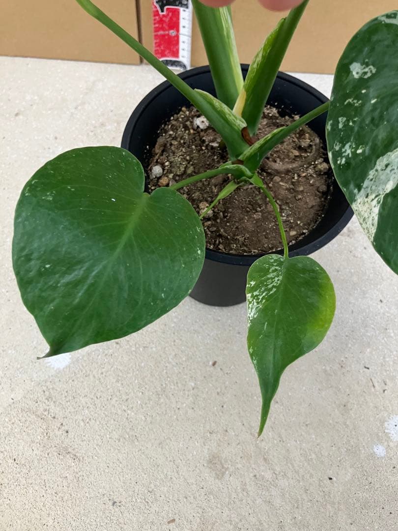 モンステラ斑入り　デリシオーサ実生株と細長葉切れ込み深い個体　2鉢セット