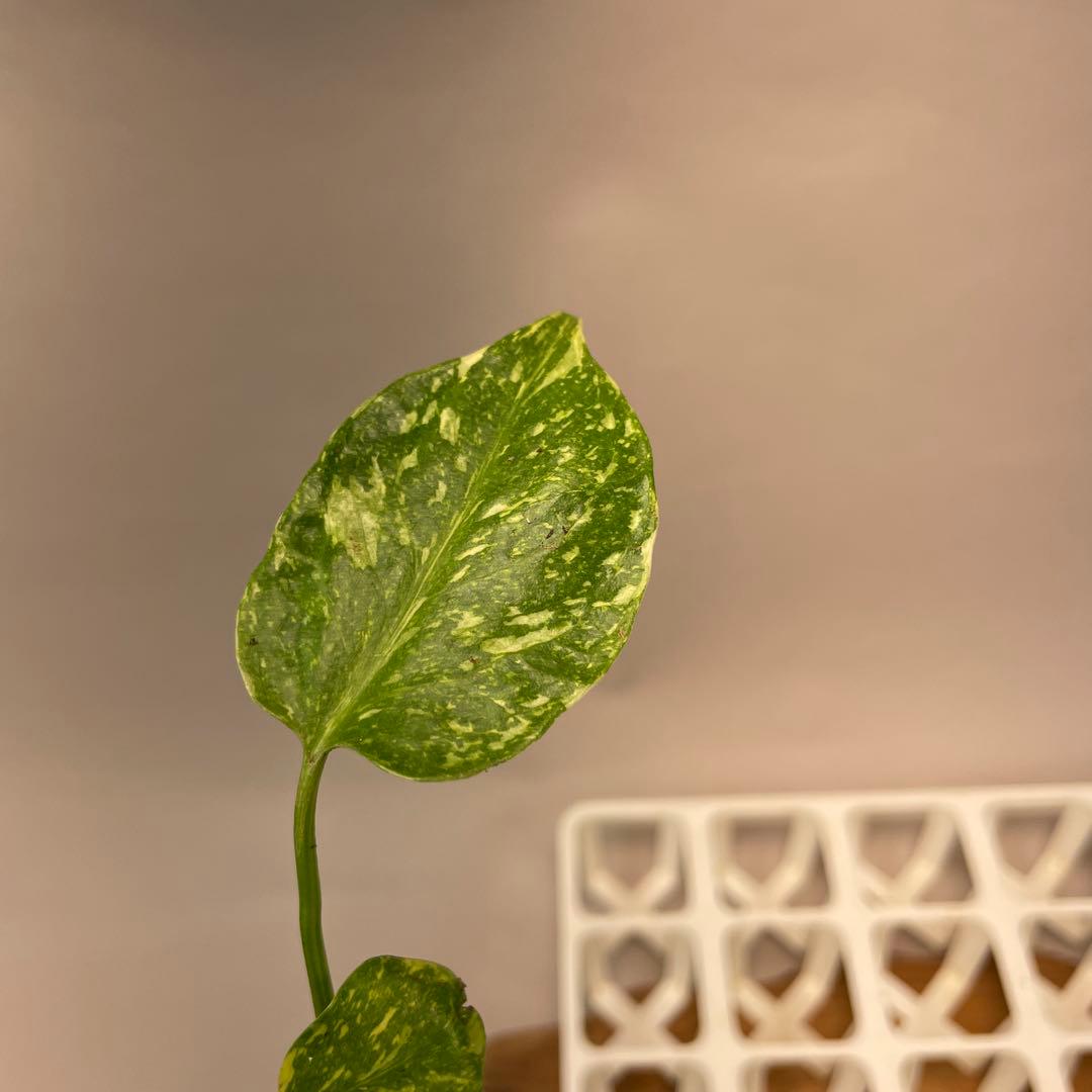 S*u様 ms24モンステラ・エレクトロライト 斑入り 希少種　Electro