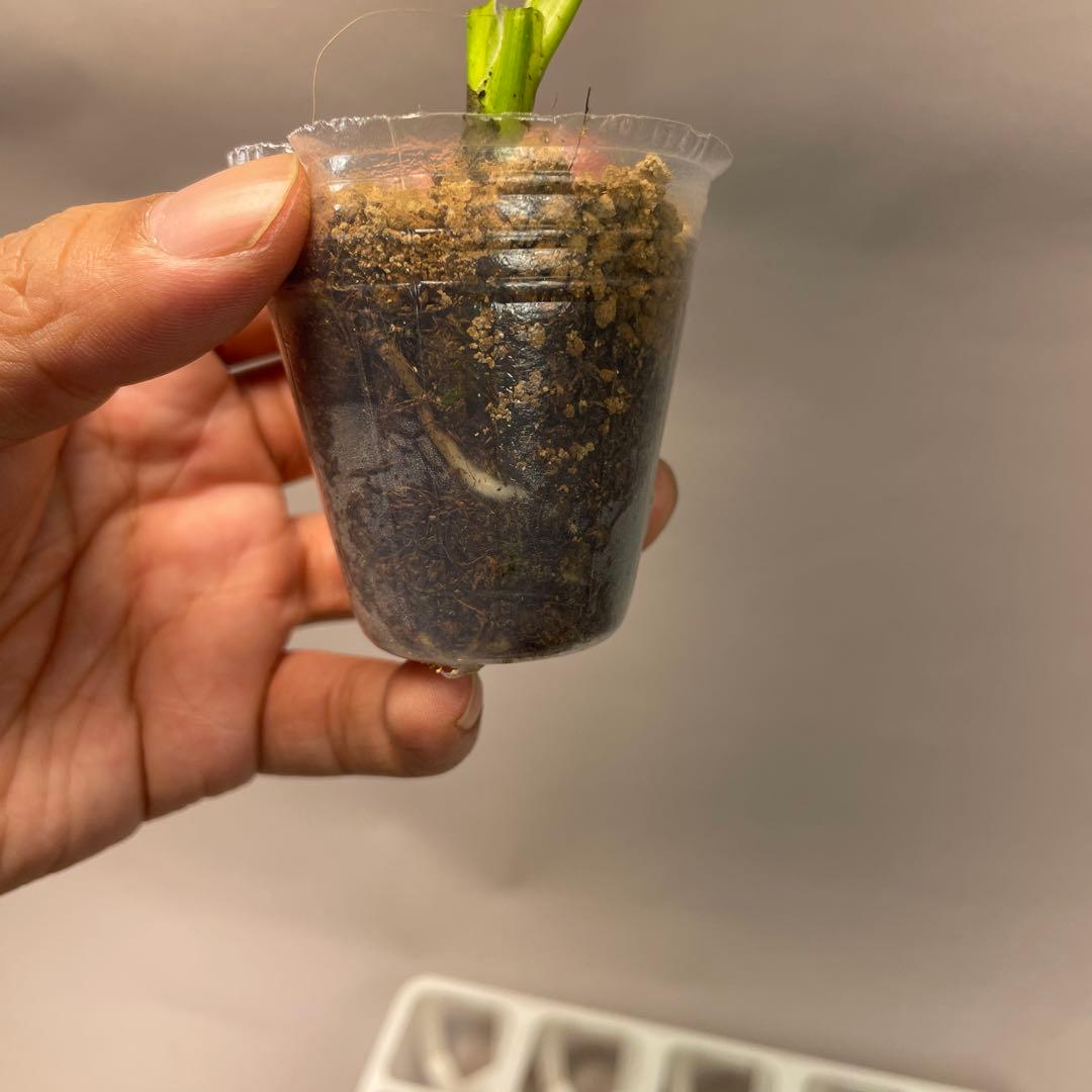 S*u様 ms24モンステラ・エレクトロライト 斑入り 希少種　Electro