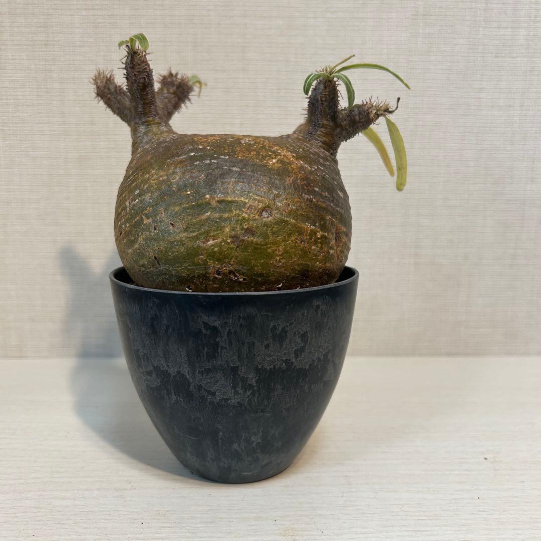 【美株・低重心】パキポディウム・グラキリス　現地球　発根済み