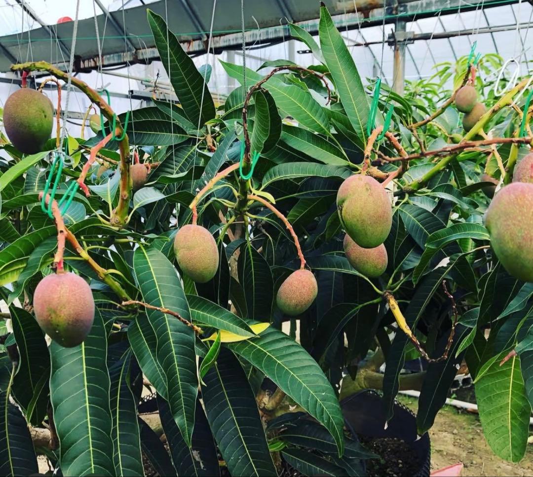 引き取りのみ　マンゴー成木　1株