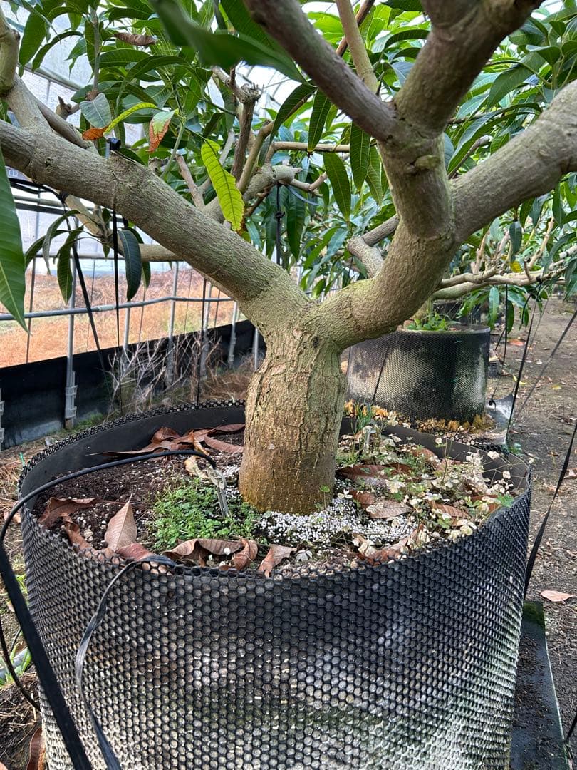 引き取りのみ　マンゴー成木　1株