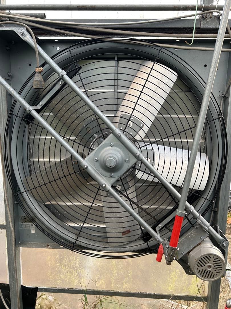 引き取りのみ　マンゴー成木　1株