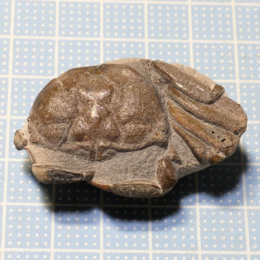 あゆちゃん　中国産カニ化石