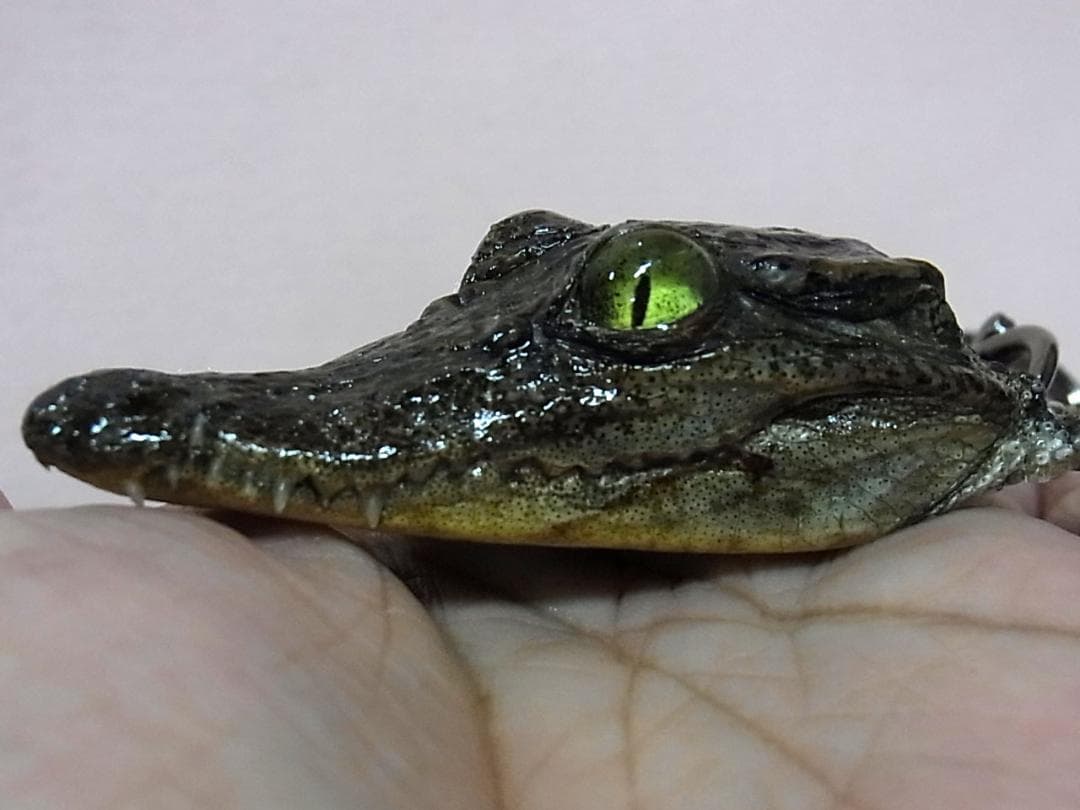 ワニの頭 キーチェーン（Mサイズ）