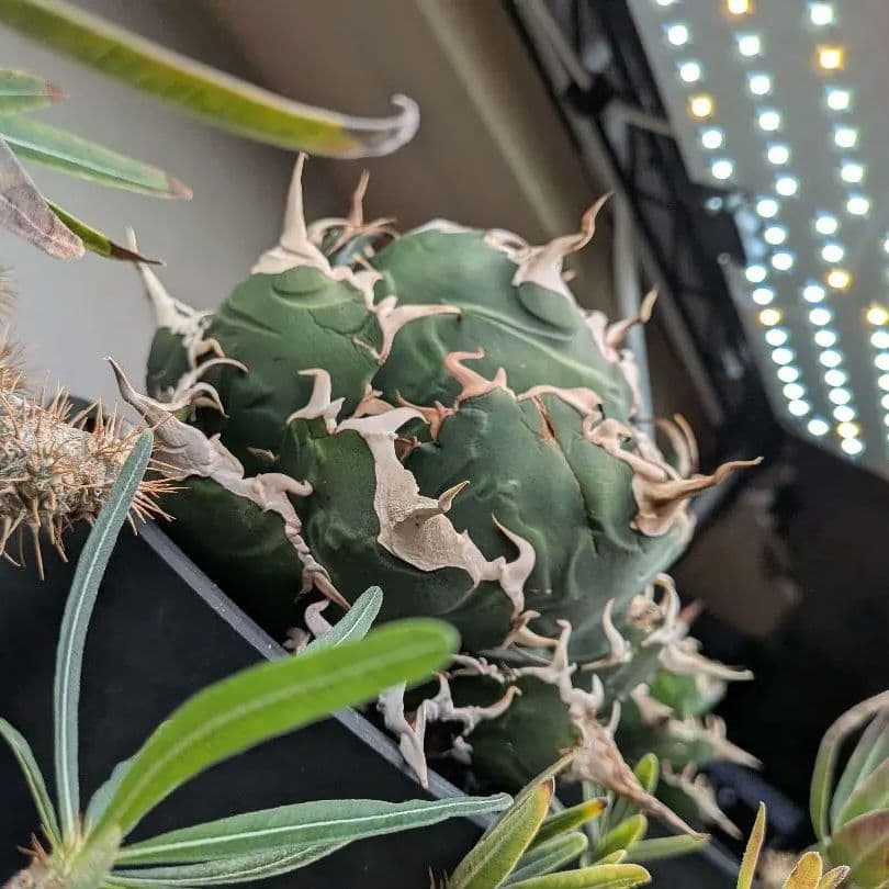 No1〜4【10/15出品取止】アガベ・チタノタ　白鯨　他4株セット