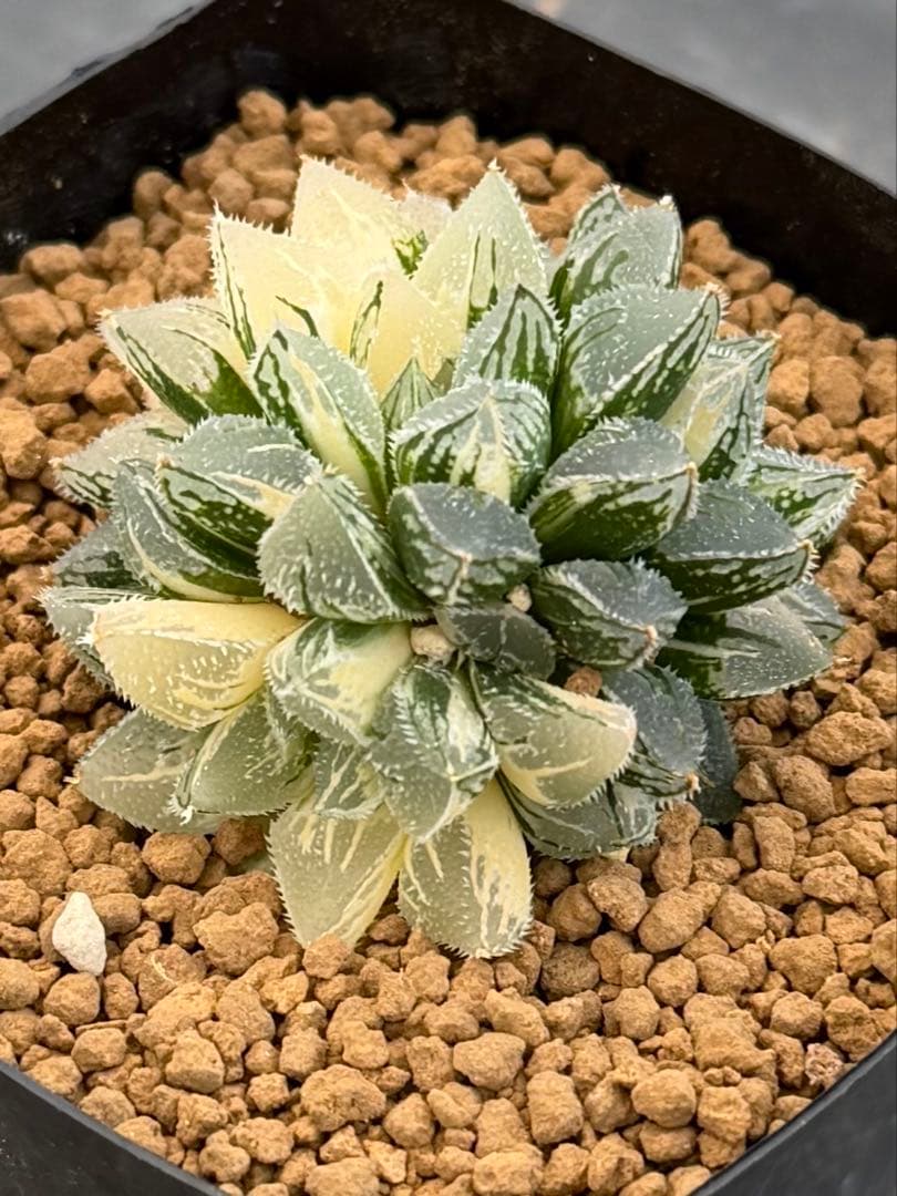 ハオルチア　新氷砂糖錦　極上株　絶品