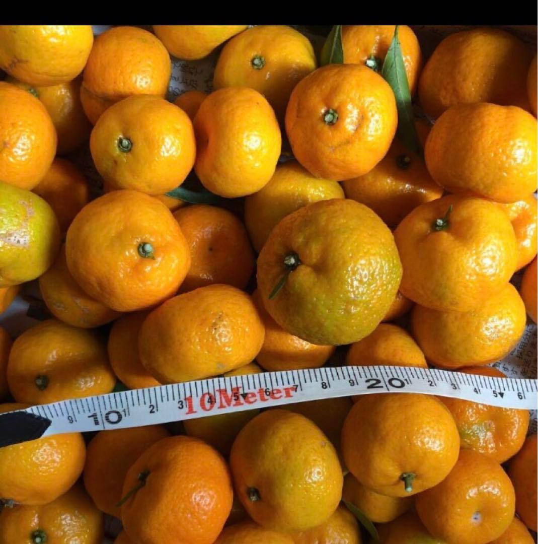 小みかん　レモン　国産無農薬