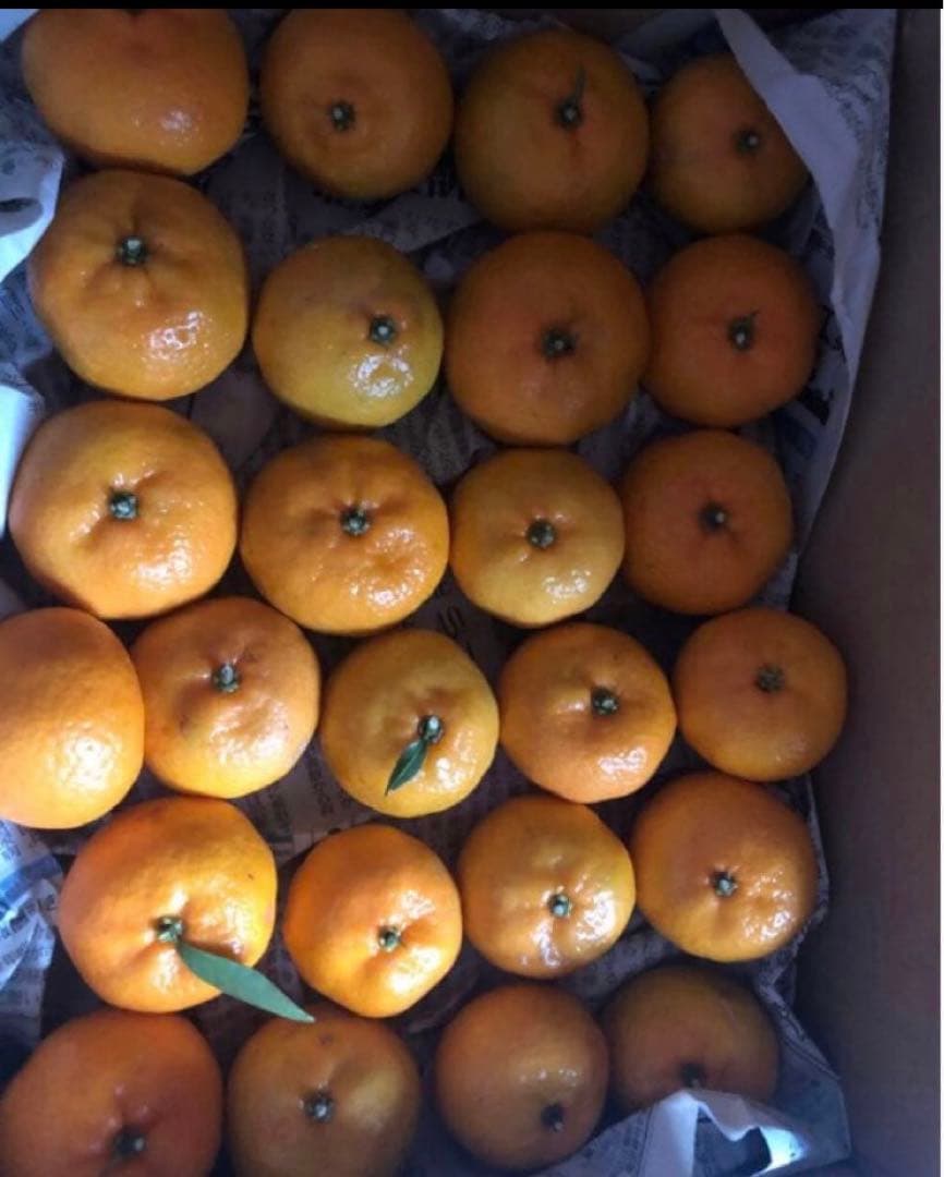 小みかん　レモン　国産無農薬