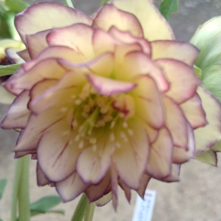 加藤農園。クリーム色と紫の縁取りの花アフロディーテ多弁系No13八重咲き。