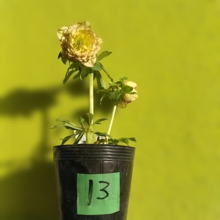 加藤農園。クリーム色と紫の縁取りの花アフロディーテ多弁系No13八重咲き。